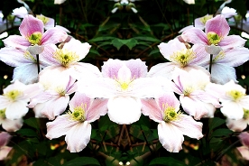 Garden Reflections II 3