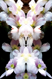 Garden Reflections II 1