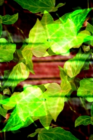 Garden Reflections II 2