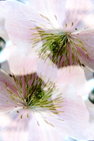 Garden Reflections II 3