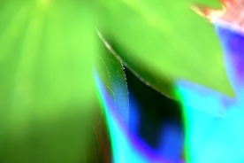 Garden Reflections 1