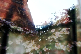 Garden Reflections 2