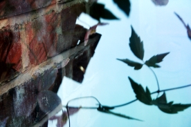 Garden Reflections 3