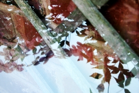 Garden Reflections 4