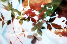 Garden Reflections 5