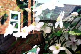 Garden Reflections 6