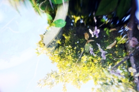 Garden Reflections 7