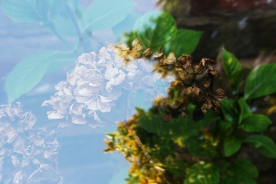 Garden Reflections 8