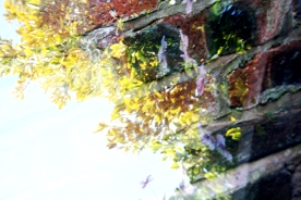 Garden Reflections 9